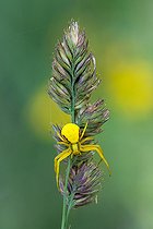 Biosphoto | 2585466 | Goldenrod Spider(Misumena vatia) female, yellow and red form, on cocksfoot (Dactylus sp), limestone grassland, former ONF site, Velaine en Haye, Lorraine, France | &copy; Stéphane Vitzthum / Biosphoto