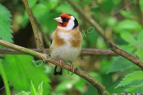 Biosphoto | 2547697 | Goldfinch (Carduelis carduelis) on a branch, Isere, France | &copy; Jean-François Noblet / Biosphoto
