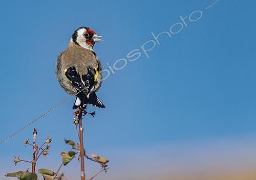 Biosphoto | 2622035 | Goldfinch (Carduelis carduelis) singing at the top of a hedge, Brittany, France. | &copy; Michel Rauch / Biosphoto