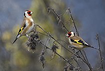Biosphoto | 2464286 | Goldfinches (Carduelis carduelis) eating thistles seeds, Parc naturel régional des Vosges du Nord, France | &copy; Michel Rauch / Biosphoto