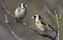 Biosphoto | 2325570 | Goldfinches (Carduelis carduelis) on a branch, Northern Vosges Regional Nature Park, France | &copy; Michel Rauch / Biosphoto