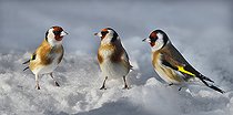 Biosphoto | 2462379 | Goldfinches (Carduelis carduelis) on snow, Parc naturel régional des Vosges du Nord, France | &copy; Michel Rauch / Biosphoto