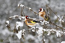 Biosphoto | 2462380 | Goldfinches (Carduelis carduelis) on snowy thistles, Parc naturel régional des Vosges du Nord, France | &copy; Michel Rauch / Biosphoto