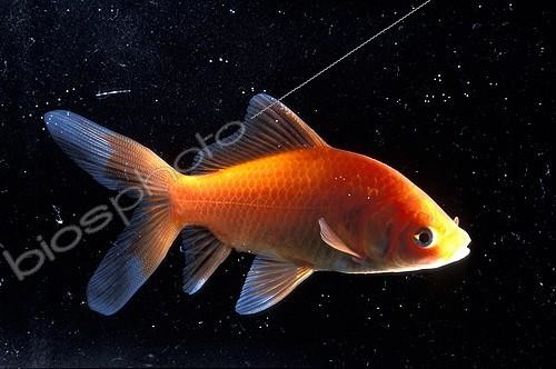 Biosphoto | 270239 | Goldfish swimming in an aquarium | &copy; Yvette Tavernier / Biosphoto