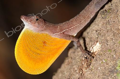 Biosphoto | 1901098 | Golfo-dulce Anole showing dewlap Corcovado Costa Rica | &copy; Marek Stefunko / Biosphoto