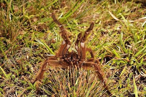 Biosphoto | 2046098 | Goliath birdeater tarantula intimidating - French Guiana | &copy; Jean-Yves Grospas / Biosphoto