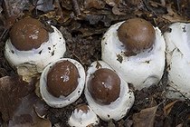 Biosphoto | 1251267 | Goliath webcaps Kalkalpen NP Austrian Alps | &copy; Thomas Aichinger / Visual and Written - Photo Collection / Biosphoto
