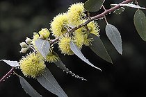 Biosphoto | 2019591 | Gommier des rivières en fleur dans un jardin sous la pluie | &copy; Pascal Pittorino / Biosphoto
