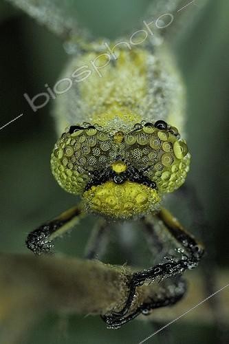 Biosphoto | 1362846 | Gomphe vulgaire couvert de rosée Prairies du Fouzon France | &copy; Bruno Guénard / Biosphoto