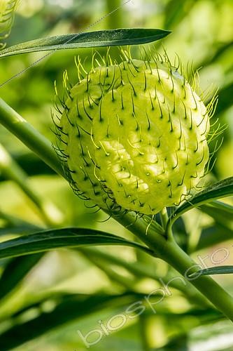 Biosphoto | 2146380 | Gomphocarpus physocarpus 'Etnic' | &copy; Alain Kubacsi / Biosphoto