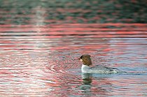 Biosphoto | 1252575 | Goosander female on water at dusk France  | &copy; Thierry Van Baelinghem / Biosphoto