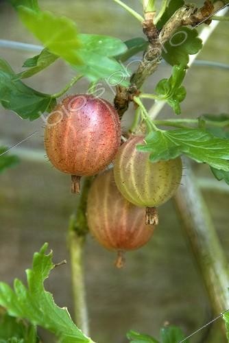 Biosphoto | 2032832 | Gooseberries in a kitchen garden | &copy; DIGIT images / Biosphoto