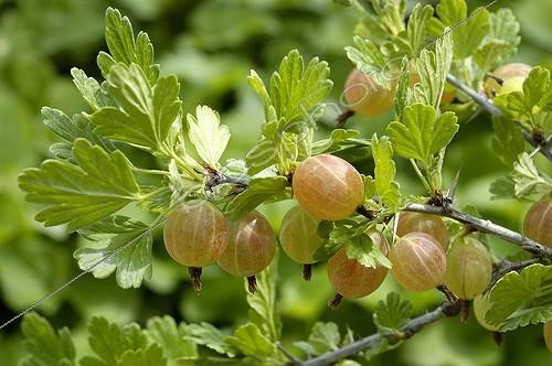 Biosphoto | 114594 | Gooseberry fruits France | &copy; Annie Guégant / Biosphoto