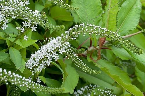 Biosphoto | 2049999 | Gooseneck loosestrife in bloom in a garden | &copy; Frédéric Didillon / Biosphoto