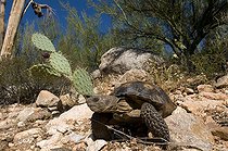 Biosphoto | 1250091 | Gophère d'Agassiz et cactus Santa Catalina mountains Arizona | &copy; Daniel Heuclin / Biosphoto