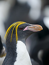 Biosphoto | 2621549 | Gorfou doré (Eudyptes chrysolophus), île Bleaker, Malouines, îles Falkland, Subantarctique, Amérique du Sud, | &copy; Martin Zwick / Biosphoto