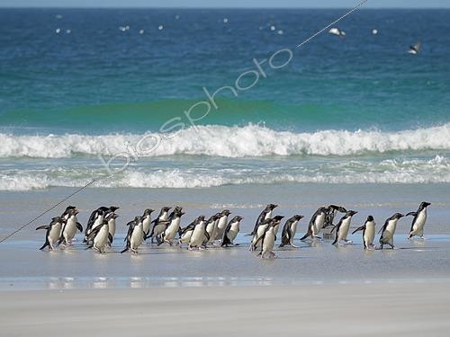 Biosphoto | 2626298 | Gorfou sauteur subantarctique (Eudyptes chrysocome chrysocome) groupe sortant de l'eau, arrivant sur le rivage, janvier, île Saunders, îles Falkland, Amérique du Sud | &copy; Martin Zwick / Biosphoto