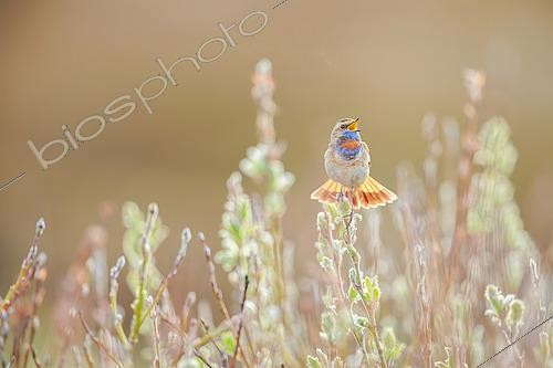 Biosphoto | 2576998 | Gorge-bleue à miroir roux, (Luscinia svecica svecica), mâle chanteur en plumage nuptial dans le Varanger en Norvège | &copy; Michael Adam / Biosphoto