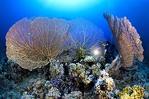 Biosphoto | 2583316 | Gorgones géantes du genre Annella. Récif corallien. Parc national de Ras Muhammad (Sharm Al Sheikh - Raas Mohammed) et détroit de Tiran. Péninsule du Sinaï. Mer Rouge, Égypte. | &copy; Sergio Hanquet / Biosphoto
