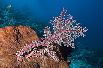 Biosphoto | 2622024 | Gorgonian Sea Fan (Solenocaulon akalyx), dive at Pos 2, Menjangan, Bali, Indonesia. | &copy; Jean Cassou / Biosphoto