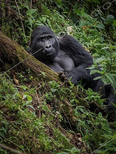 Biosphoto | 2608548 | Gorille de l'Est (Gorilla beringei), femelle adulte, forêt impénétrable de Bwindi, Ouganda | &copy; Ignacio Yufera / Biosphoto