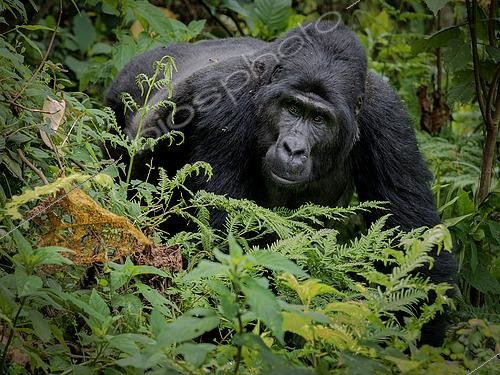 Biosphoto | 2608549 | Gorille de l'Est (Gorilla beringei), femelle adulte, forêt impénétrable de Bwindi, Ouganda | &copy; Ignacio Yufera / Biosphoto