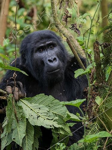 Biosphoto | 2608825 | Gorille de l'Est (Gorilla beringei), femelle adulte, forêt impénétrable de Bwindi, Ouganda | &copy; Ignacio Yufera / Biosphoto