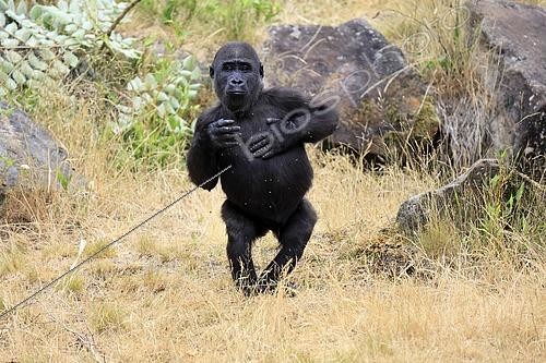 Biosphoto | 2598138 | Gorille de l'Ouest (Gorilla gorilla), jeune animal, comportement d'intimidation, dans une prairie | &copy; Jürgen & Christine Sohns / imageBROKER / Biosphoto