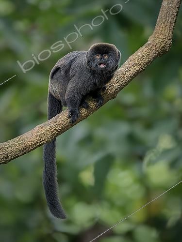 Biosphoto | 2608565 | Gouldi's Marmoset (Callimico goeldii), Madre de Dios, Peru | © Ignacio Yufera / Biosphoto