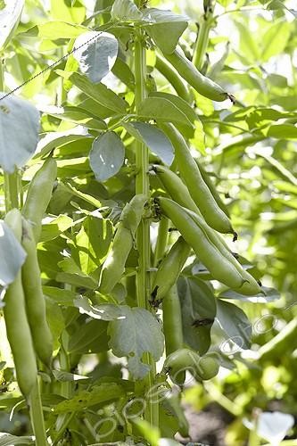 Biosphoto | 2055455 | Gousses de fèves | &copy; Visions Pictures / Biosphoto