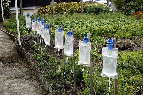 Biosphoto | 1715604 | Goutte-à-goutte pour l'arrosage des Tomates France ; Pochettes de perfusion réutilisées pour arroser des plants de tomates  | &copy; Jean-Luc & Françoise Ziegler / Biosphoto