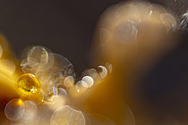 Biosphoto | 2621361 | Gouttelettes d’eau observées en plan rapproché à la surface de la litière du sol, Bessenay, Rhône, France | &copy; Philippe Lebeaux / Biosphoto
