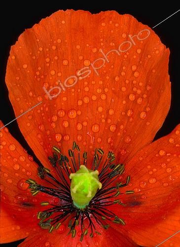 Biosphoto | 2519028 | Gouttes de pluie sur une fleur de Coquelicot (Papaver rhoeas) | &copy; Jean-Claude Louchet / Biosphoto