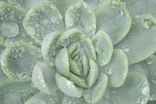 Biosphoto | 224151 | Gouttes de pluie sur une rosette d'Echeveria dans un jardin ; Commune: Les Ardouins | &copy; Hervé Lenain / Biosphoto