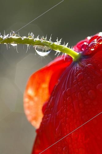 Biosphoto | 700078 | Gouttes de rosée sur un coquelicot dans le Gers | &copy; Pierre-Paul Feyte / Biosphoto
