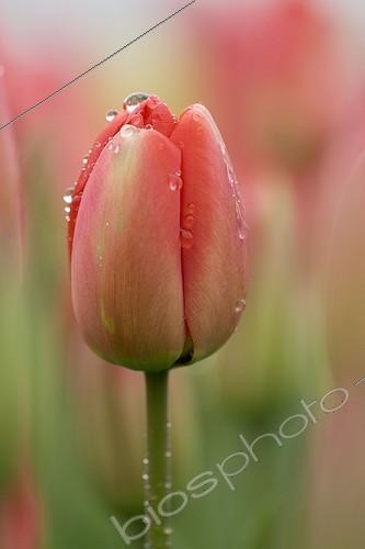 Biosphoto | 329088 | Gouttes de rosée sur une Tulipe Pays-Bas | &copy; Kerstin Hinze / Biosphoto