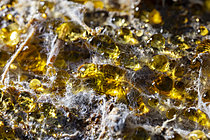 Biosphoto | 2621370 | Gouttes d'eau en gros plan avec mycéliums, Parc national des Cévennes, France | &copy; Philippe Lebeaux / Biosphoto