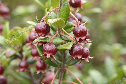 Biosphoto | 2394883 | Goyavier du Chili (Ugni molinae), Myrtaceae endémique du Chili, Baies immatures, Parc national de Chiloé, Cucao, Ile de Chiloé, X Region des Lacs, Chili | &copy; Jean-Claude Malausa / Biosphoto