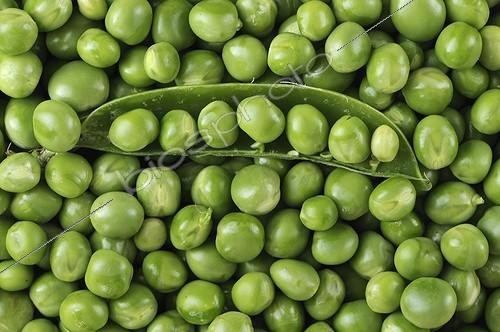 Biosphoto | 609748 | Grains et cosses de Petits pois en juillet | &copy; Denis Bringard / Biosphoto