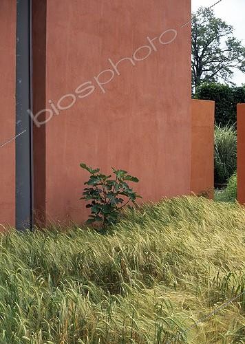 Biosphoto | 1503724 | Graminées contre un mur dans un jardin ; Paysagistes: Ossart-Maurières | &copy; Gilles Le Scanff & Joëlle-Caroline Mayer / Biosphoto