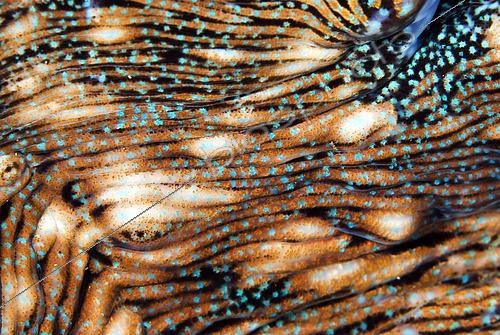 Biosphoto | 2562362 | Grand bénitier gaufré (Tridacna squamosa) manteau, Rivière Surai, île Wetar, près d'Alor, mer de Banda, Indonésie | &copy; Colin Marshall / Biosphoto