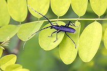 Biosphoto | 2586235 | Grand capricorne ou capricorne du chêne (Cerambyx cerdo) sur une feuille au printemps, Clairière forestière aux environs de Toul, Lorraine, France | &copy; André Simon / Biosphoto