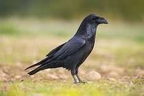Biosphoto | 2601674 | Grand Corbeau (Corvus corax) dans une prairie en automne, Pyrénées, Catalogne, Espagne, Europe | &copy; David & Micha Sheldon / imageBROKER / Biosphoto