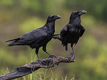 Biosphoto | 2608902 | Grand corbeaux (Corvus corax), couple après une averse, Catalogne, Espagne | &copy; Ignacio Yufera / Biosphoto