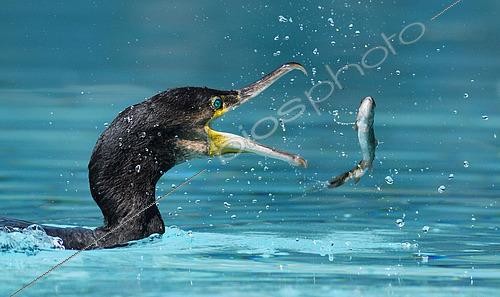 Biosphoto | 2437063 | Grand cormoran (Phalacrocorax carbo) attrapant un poisson, Alsace, France | &copy; Michel Rauch / Biosphoto
