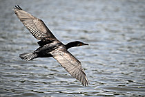 Biosphoto | 2621668 | Grand cormoran (Phalacrocorax carbo) en vol au dessus de l'eau, Loire-Atlantique, France. | &copy; Guy Piton / Biosphoto