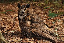 Biosphoto | 1254239 | Grand-duc d'Amérique au sol Floride USA | &copy; Mark Conlin / Visual and Written - Photo Collection / Biosphoto