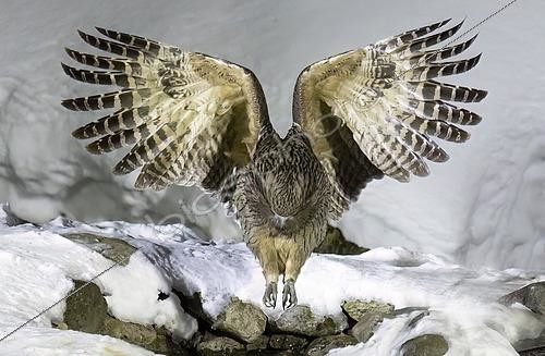 Biosphoto | 2601249 | Grand-duc de Blakiston (Bubo blakistoni) pêchant, Hokkaido, Japon | &copy; Frédéric Desmette / Biosphoto