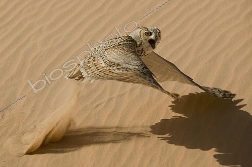 Biosphoto | 474235 | Grand Duc du Désert s'envolant - Emirats Arabes Unis | &copy; Xavier Eichaker / Biosphoto
