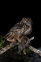 Biosphoto | 2570473 | Grand-duc d'Europe (Bubo bubo) mâle avec une proie, un lapin, Estrémadure, Portugal | &copy; Carlos Patricio / BIA / Biosphoto